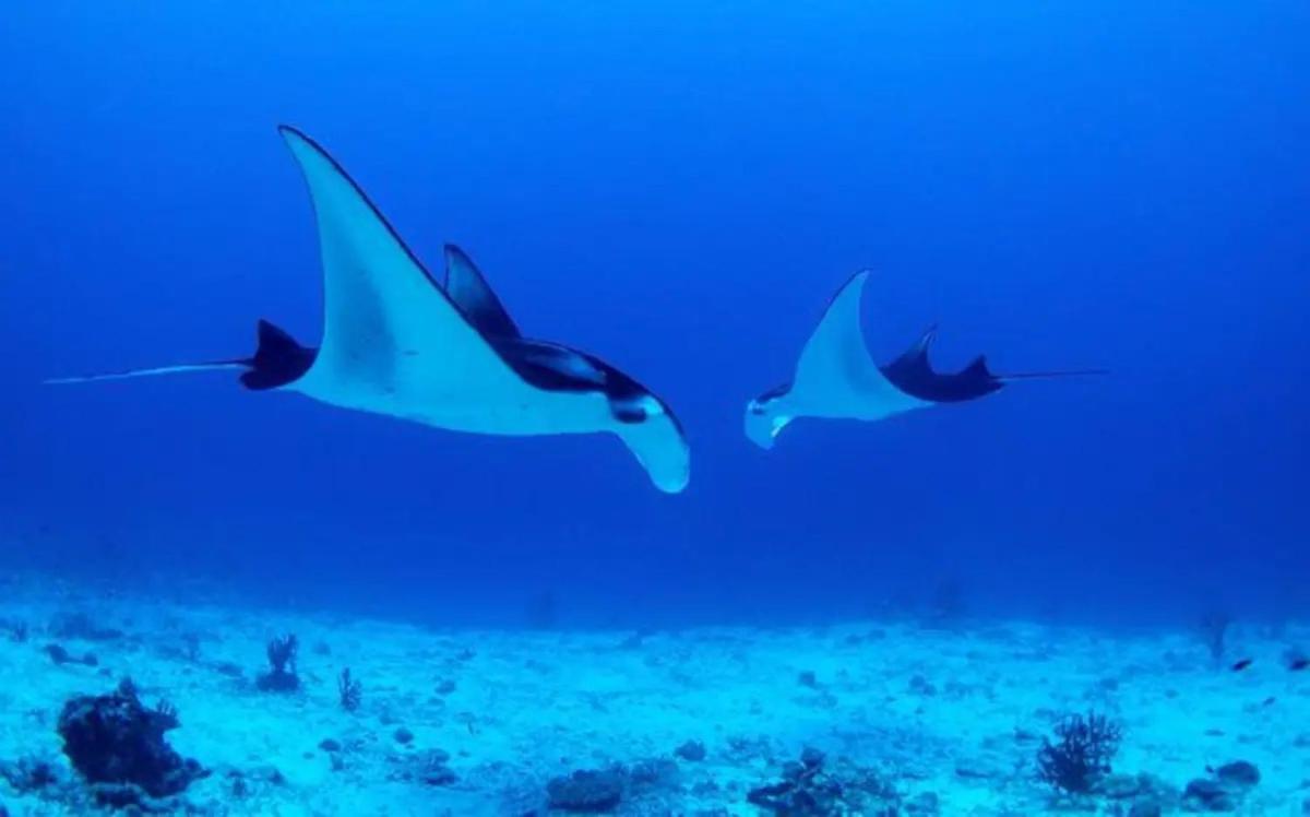 White Sandy Beach-Best Manta Snorkeling Tethi Exterior foto